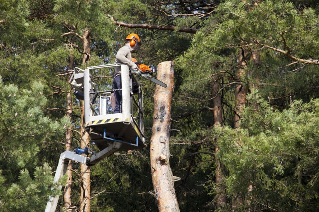 tree-cutting-bellevue-wa