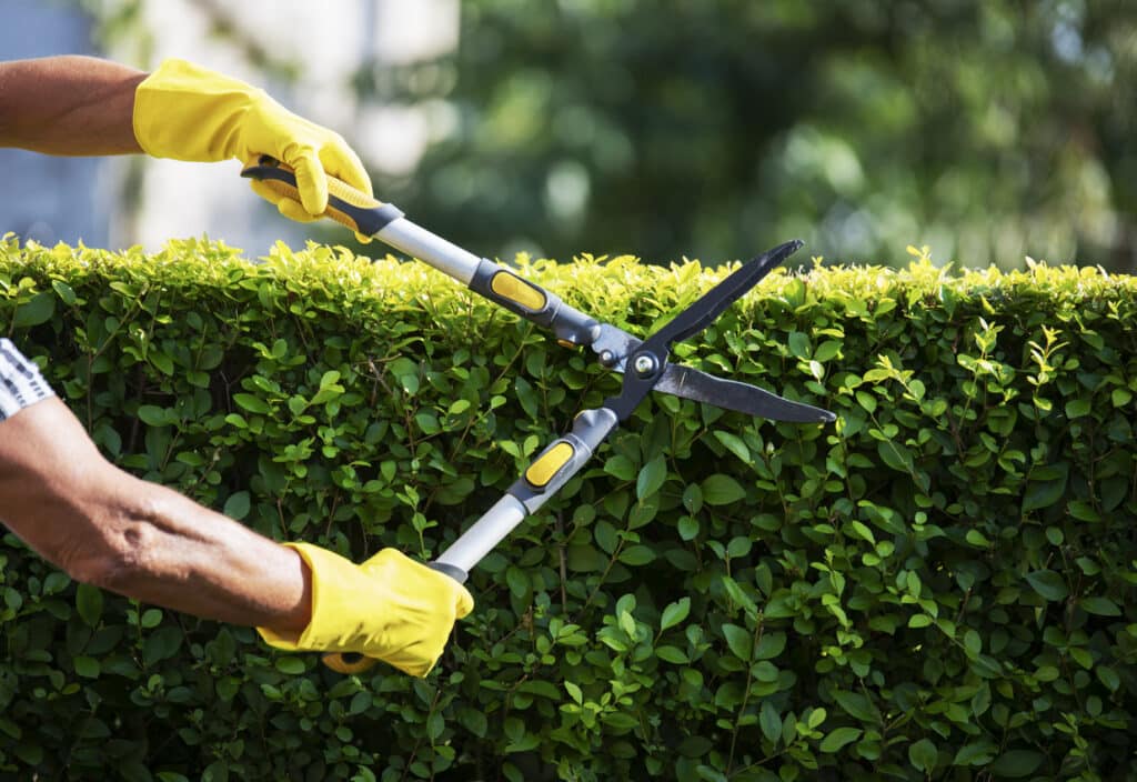 tree-trimming-in-Bellevue-WA