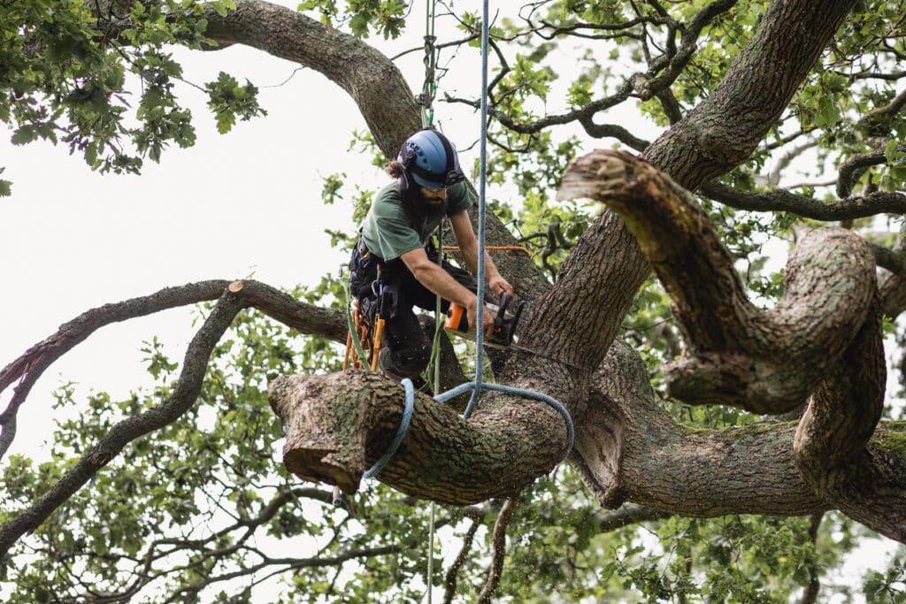 tree-removal-bellevue-wa