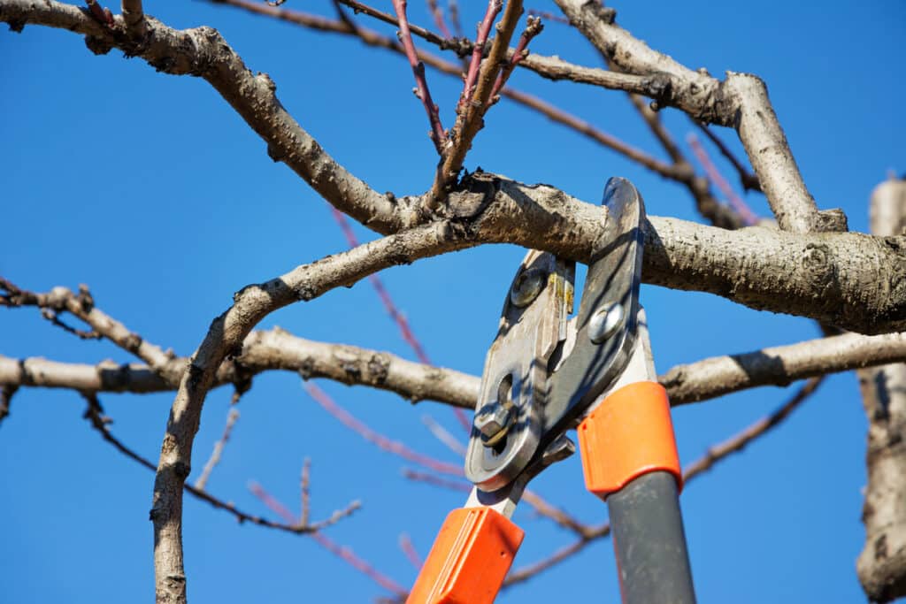 tree-pruning-bellevue-wa