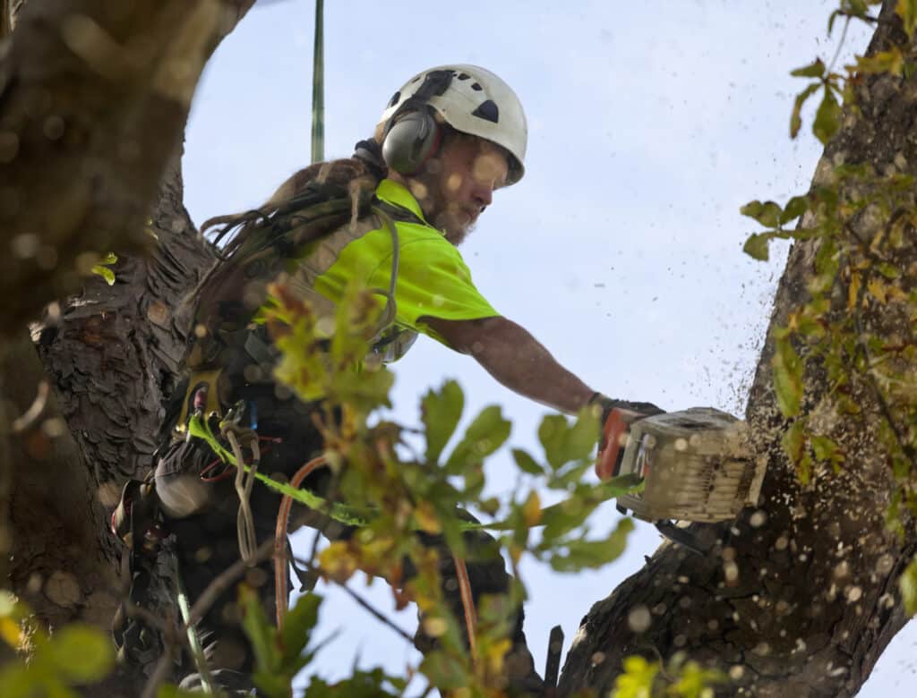 tree-removal