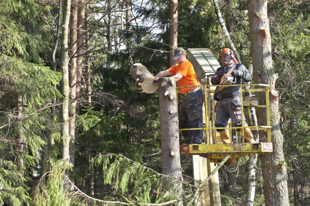 tree-cutting-bellevue-wa