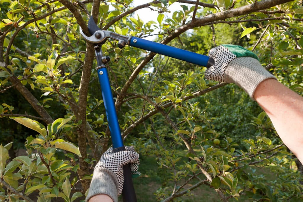 tree-pruning