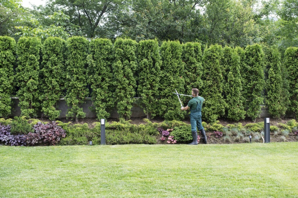 tree-cutting-bellevue-wa