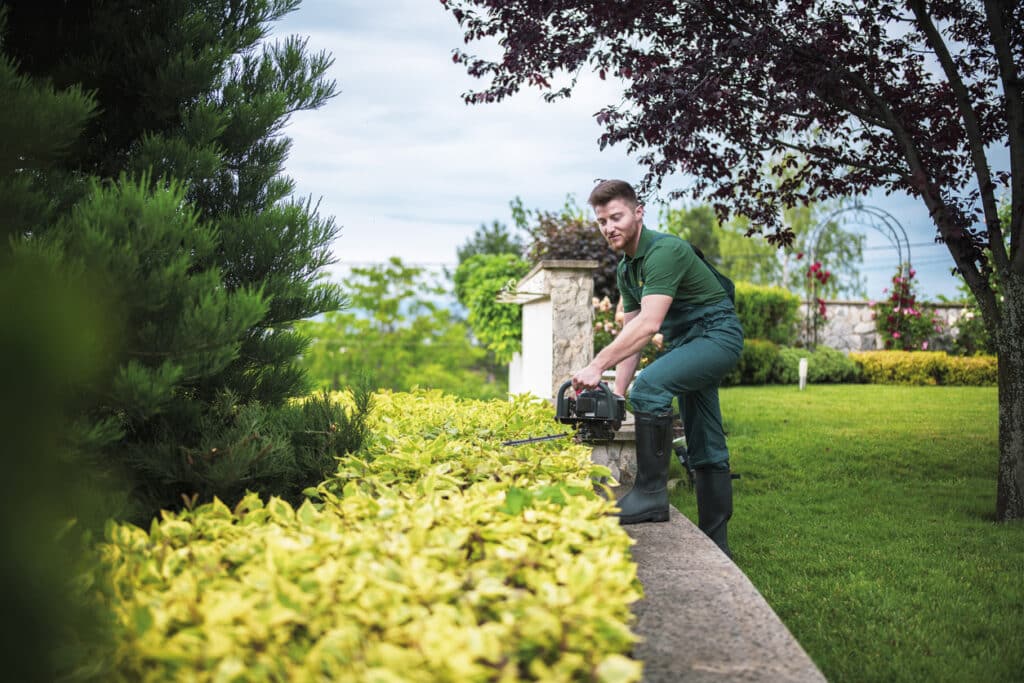 tree-pruning-services-bellevue-wa