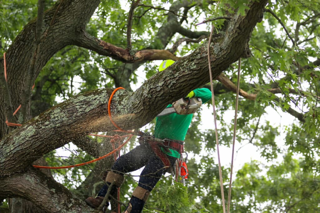 tree-removal-bellevue-wa