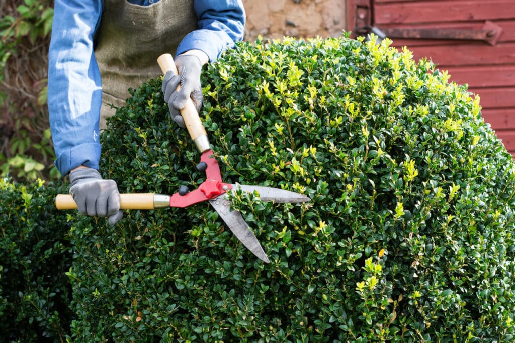 tree-trimming