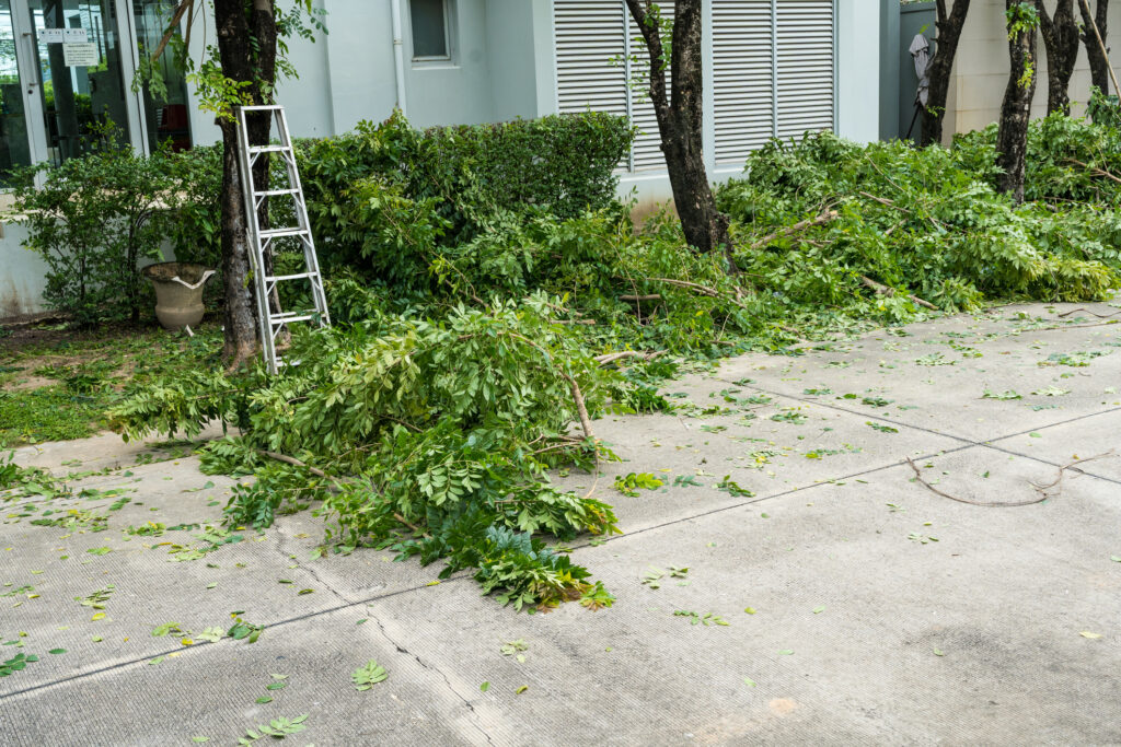 tree-trimming-service