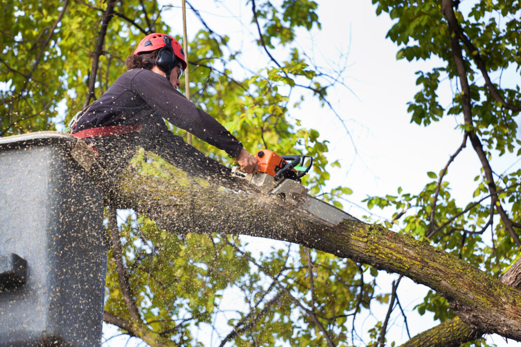 tree-removal-bellevue -wa