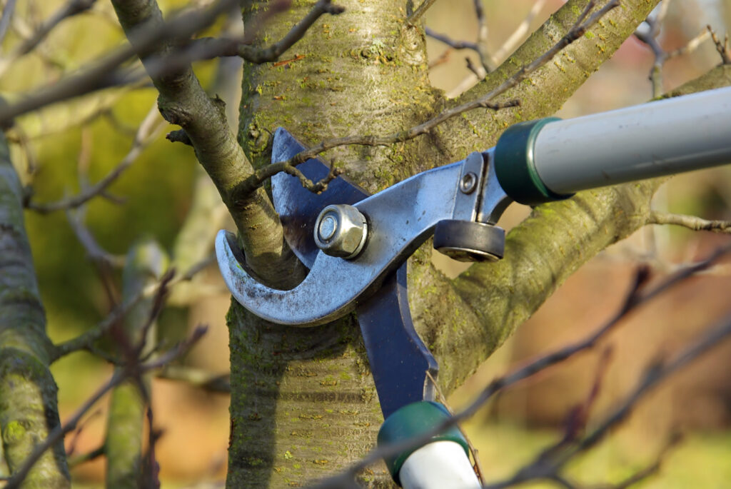 tree-pruning-bellevue-wa