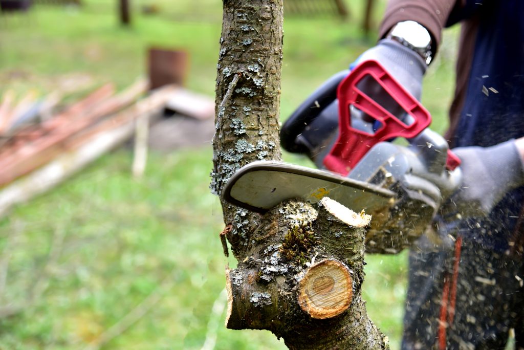 tree-cutting-company-bellevue-wa