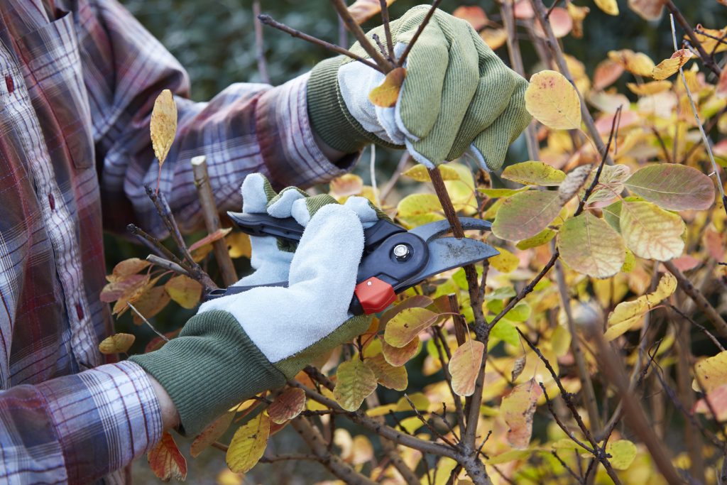 tree-pruning-bellevue-wa