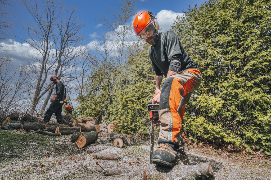 tree removal in Bellevue WA