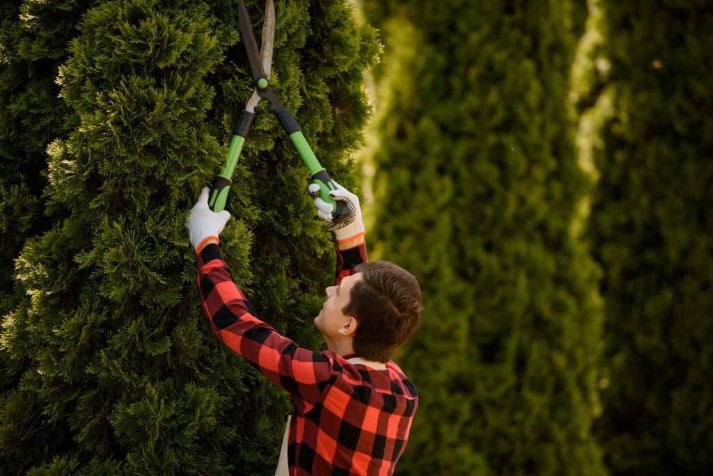 tree trimming