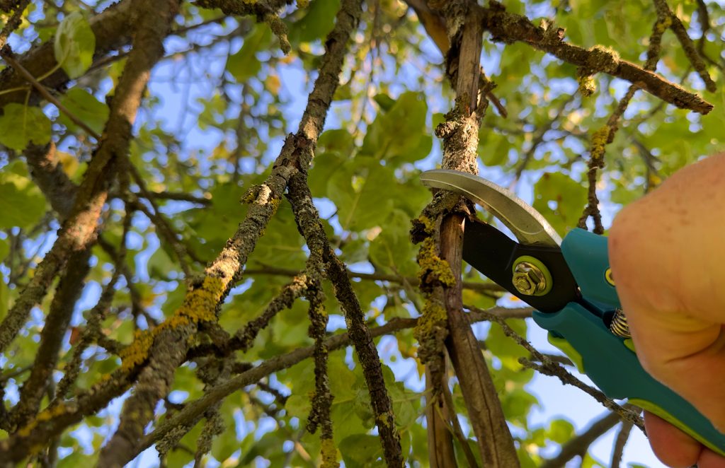 tree trimming in Bellevue WA