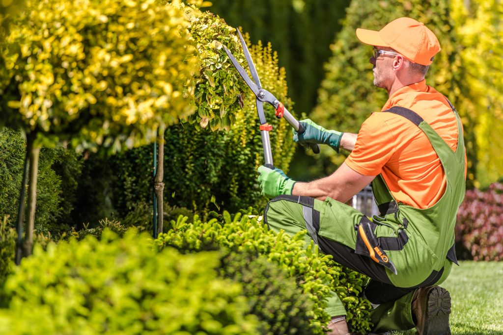 tree pruning