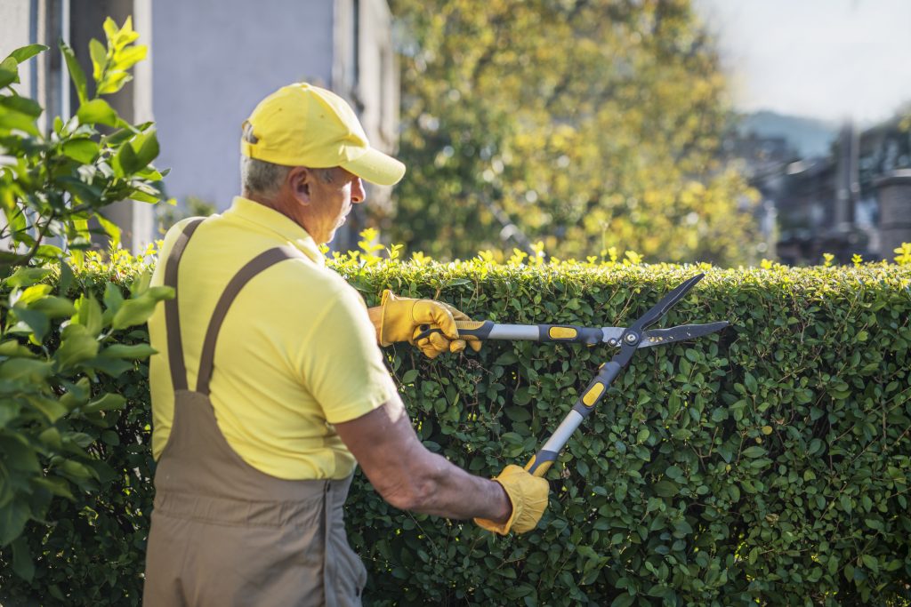 tree pruning bellevue wa