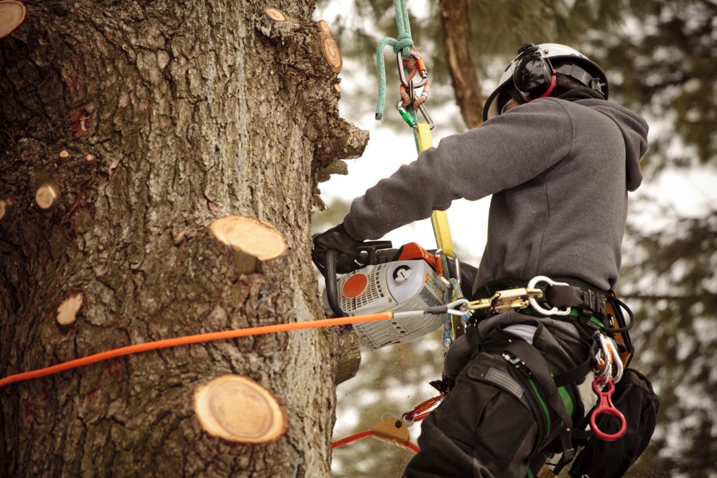 tree cutting bellevue wa