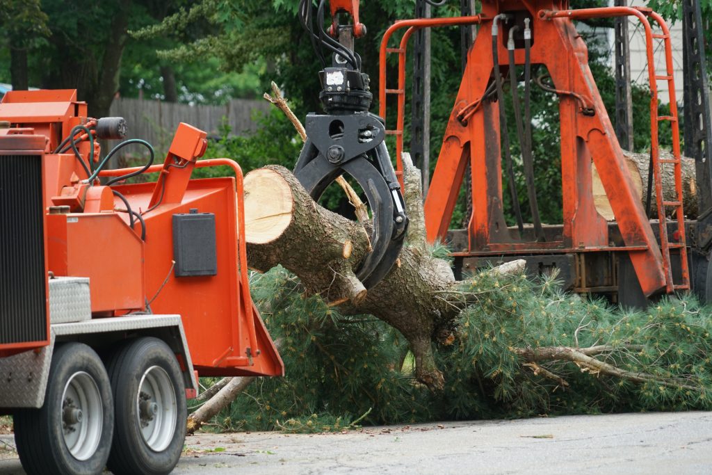 tree removal bellevue wa