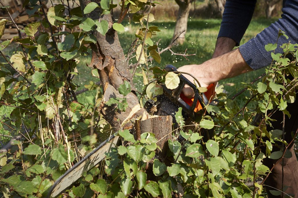 tree-cutting