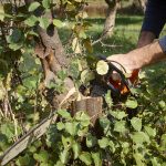 tree-cutting