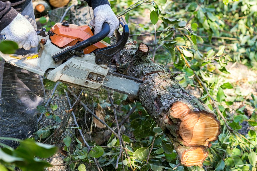 tree-cutting services in Bellevue WA