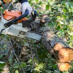 tree-cutting services in Bellevue WA