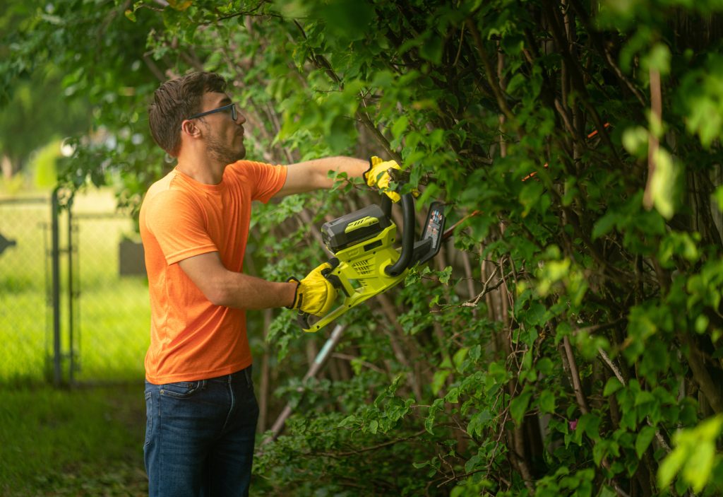 tree pruning in Bellevue WA