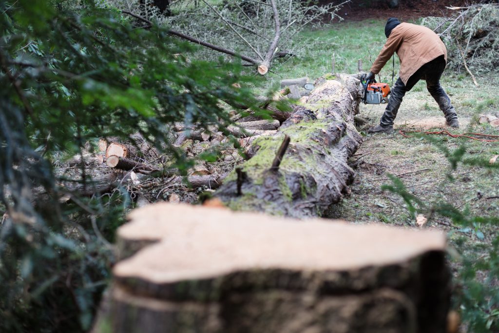 tree removal in Bellevue WA