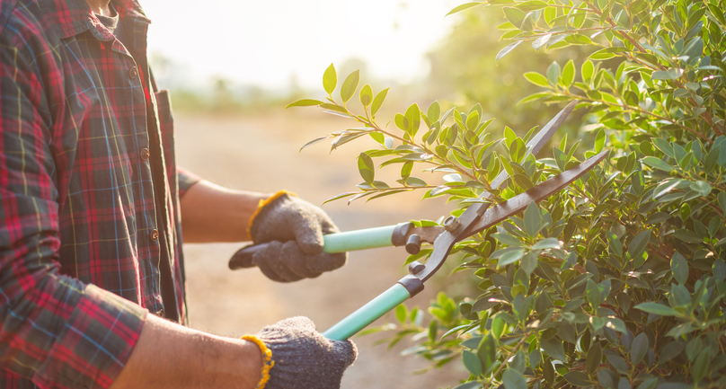 The Role of Tree Pruning Services in Maintaining a Healthy Canopy