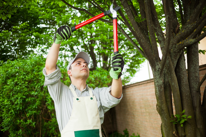 The Environmental Benefits of Professional Tree Pruning Services