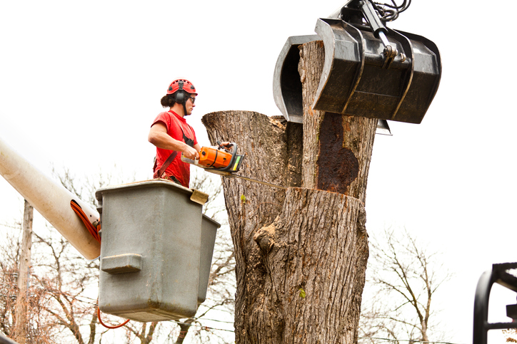 Safety Precautions Taken by Tree Removal Contractors During Operations