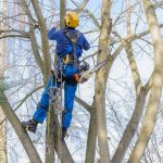 best tree removal in Bellevue WA