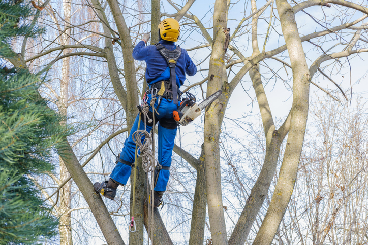 best tree removal in Bellevue WA