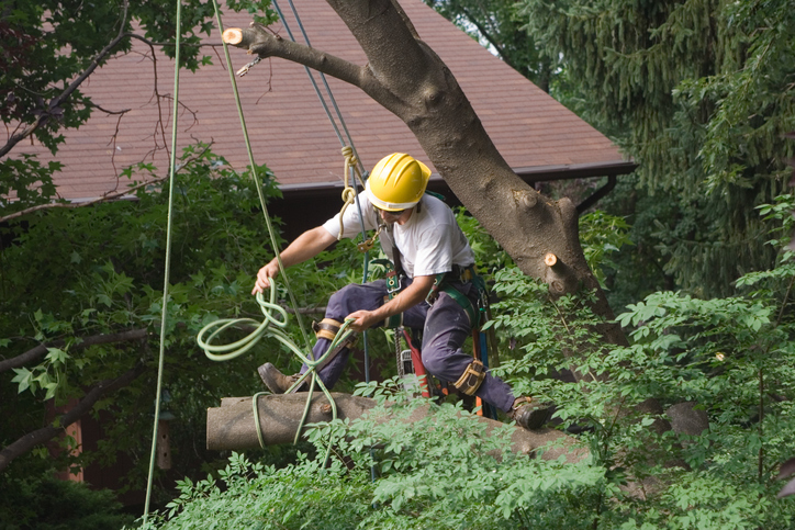 tree removal in Bellevue WA