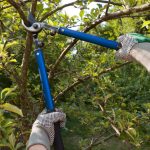 tree trimming