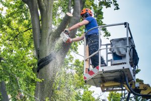 tree trimming in Bellevue WA