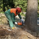 best tree removal bellevue wa