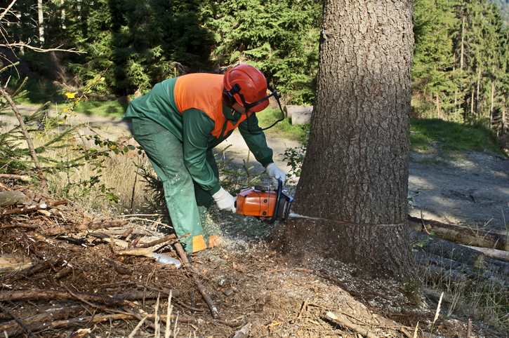 best tree removal bellevue wa