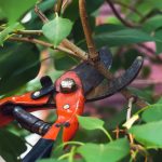 tree pruning bellevue wa