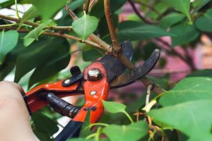 tree pruning bellevue wa