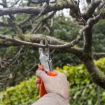 tree trimming bellevue wa