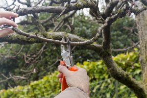 tree trimming bellevue wa