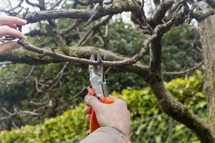 tree trimming bellevue wa