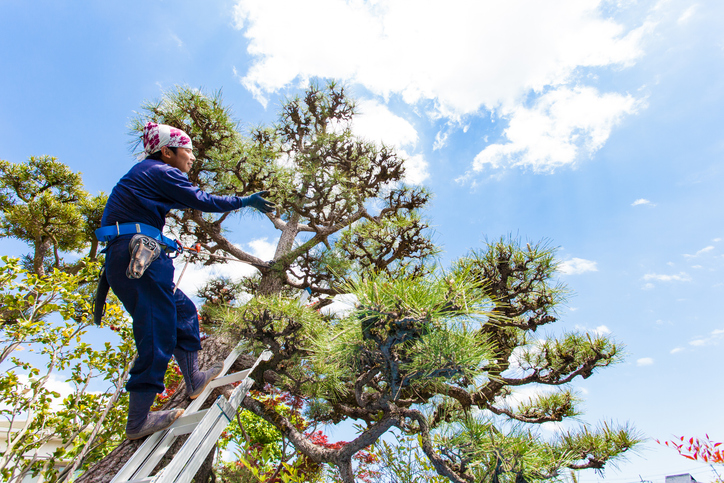 Tree trimming