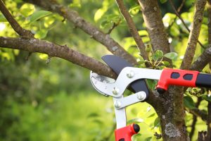 tree pruning services in Bellevue WA