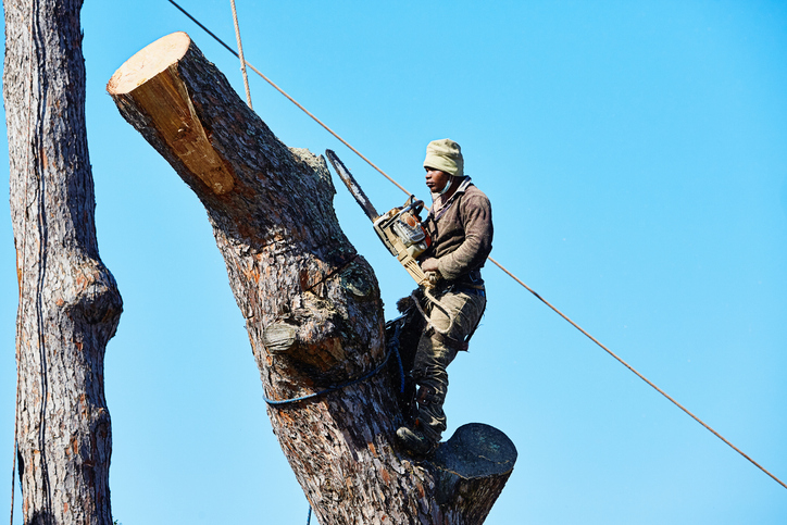 tree removal in Bellevue WA