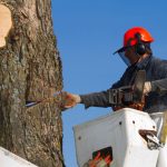 Top 5 Reasons to Choose a Professional Tree-Cutting Company