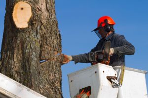 Top 5 Reasons to Choose a Professional Tree-Cutting Company