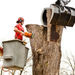 The Cost of the Best Tree Removal Services: What to Expect